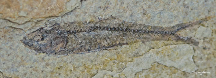 Fish fossil with fine bones preserved